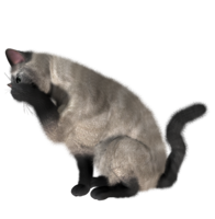 animals & Cats free transparent png image.