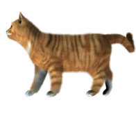 animals & cats free transparent png image.