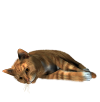 animals & Cats free transparent png image.