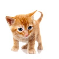 animals & cats free transparent png image.