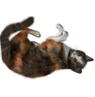 animals & Cats free transparent png image.