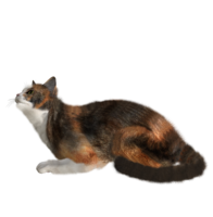 animals & cats free transparent png image.