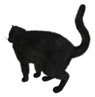 animals & cats free transparent png image.