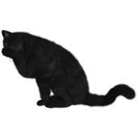 animals & cats free transparent png image.