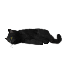 animals & cats free transparent png image.