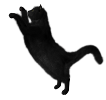 animals & cats free transparent png image.