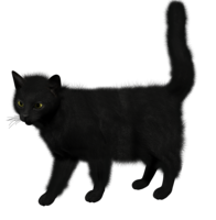 animals & cats free transparent png image.