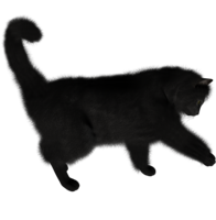 animals & cats free transparent png image.