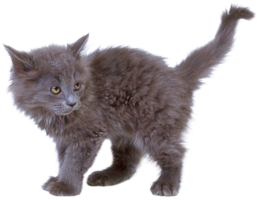 animals & Cats free transparent png image.