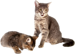 animals & Cats free transparent png image.