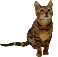 animals & cats free transparent png image.