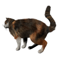 animals & cats free transparent png image.