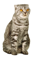 animals & cats free transparent png image.