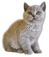 animals & cats free transparent png image.