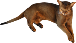 animals & cats free transparent png image.