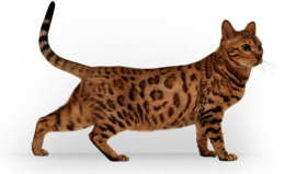 animals & cats free transparent png image.