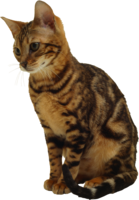 animals & cats free transparent png image.