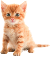 animals & cats free transparent png image.