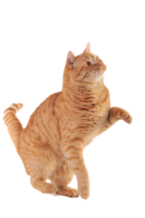 animals & cats free transparent png image.