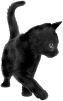 animals & cats free transparent png image.