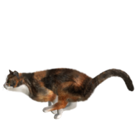 animals & cats free transparent png image.