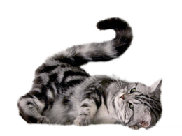 animals & cats free transparent png image.