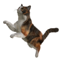 animals & cats free transparent png image.