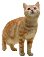 animals & Cats free transparent png image.
