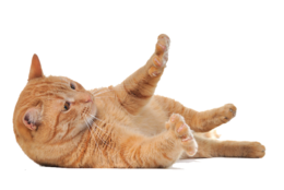 animals & cats free transparent png image.