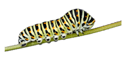 insects & Caterpillar free transparent png image.