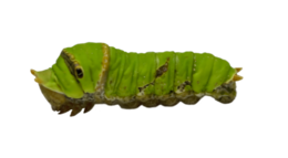 insects & caterpillar free transparent png image.