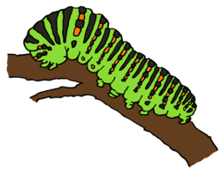 insects & caterpillar free transparent png image.