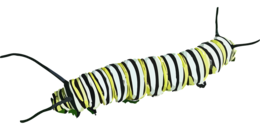 insects & caterpillar free transparent png image.