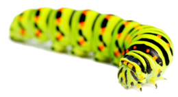 insects & caterpillar free transparent png image.