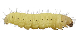 insects & Caterpillar free transparent png image.