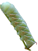 insects & caterpillar free transparent png image.