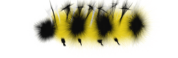 insects & caterpillar free transparent png image.