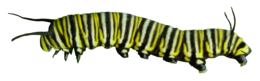 insects & caterpillar free transparent png image.