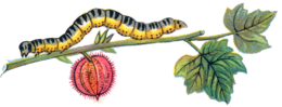 insects & Caterpillar free transparent png image.