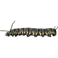 insects & caterpillar free transparent png image.