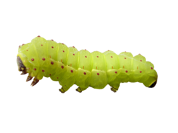 insects & Caterpillar free transparent png image.