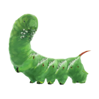 insects & caterpillar free transparent png image.