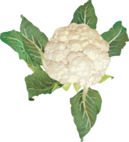 vegetables & Cauliflower free transparent png image.