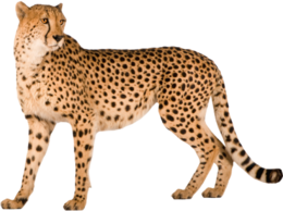animals & Cheetah free transparent png image.