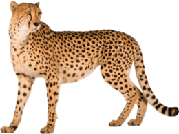 animals & cheetah free transparent png image.