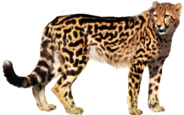 animals & Cheetah free transparent png image.