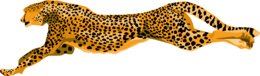 animals & Cheetah free transparent png image.