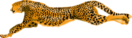 animals & cheetah free transparent png image.