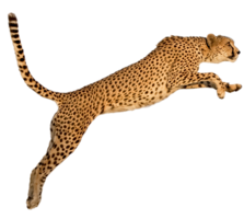 animals & cheetah free transparent png image.