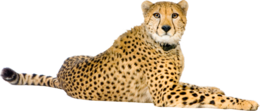 animals & cheetah free transparent png image.